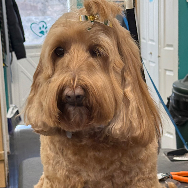 gallery-dog-11 A brown dog with a bow in its hair