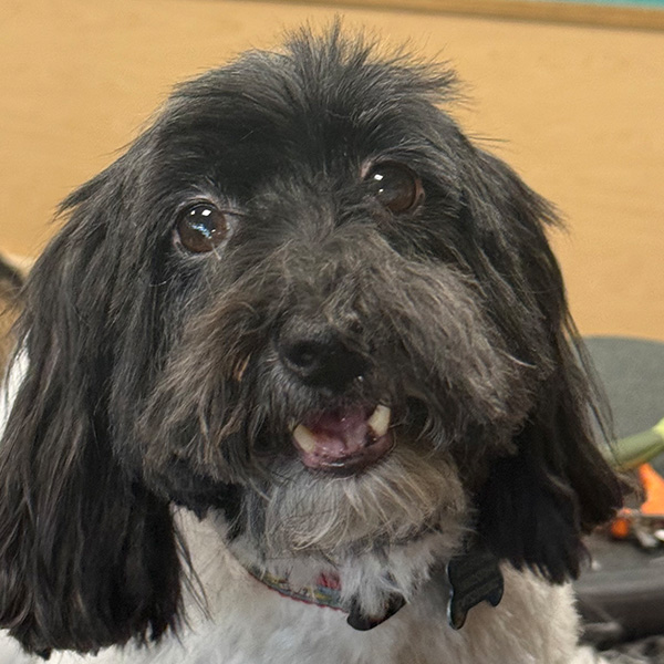 gallery-dog-12 A happy black and white dog