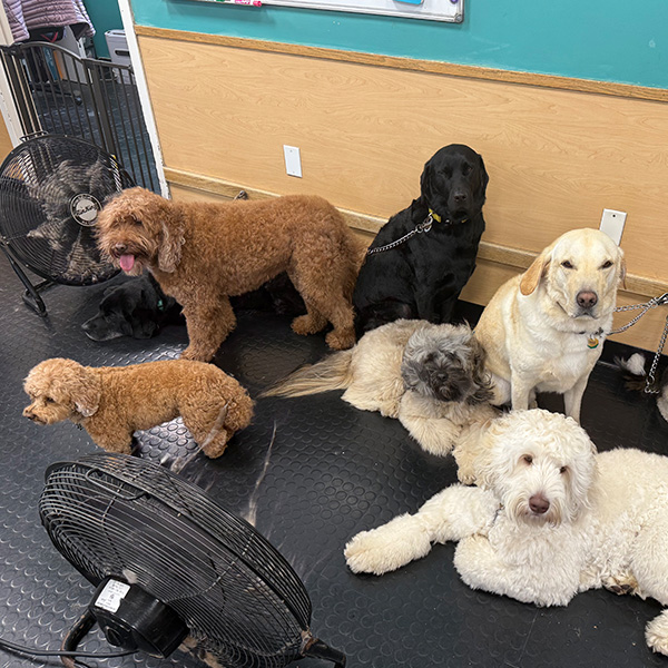 gallery-dog-16 A group of dogs at the groomer