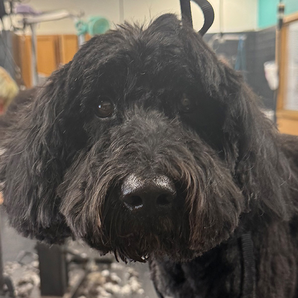 gallery-dog-17 A black dog after a hair cut