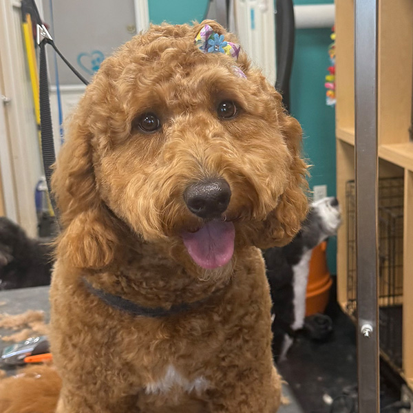 gallery-dog-18 A brown dog with a bow in its hair