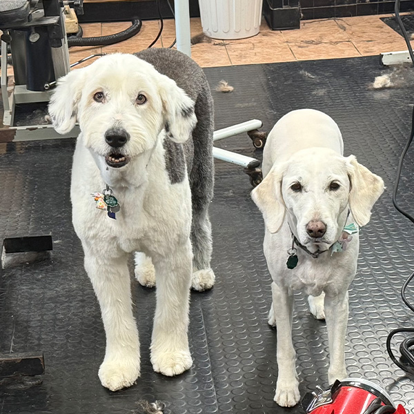 gallery-dog-19 Two dogs looking good after a grooming