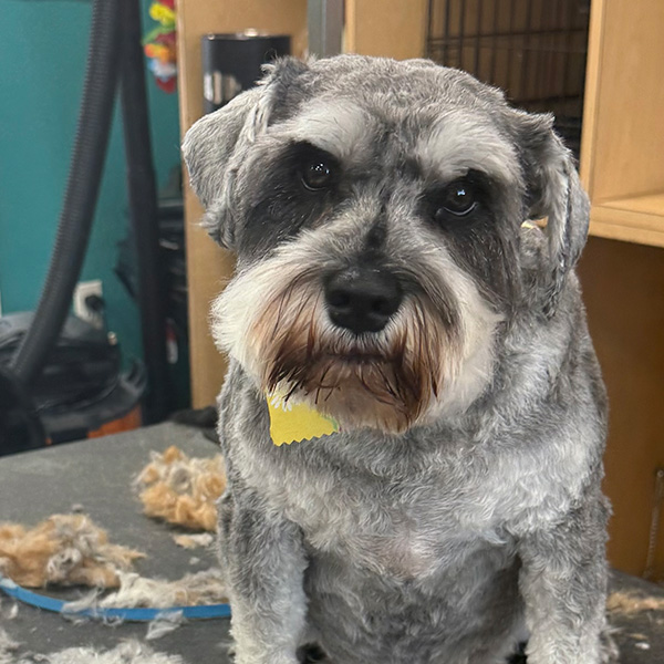 gallery-dog-2 A little gray dog after a hair trim