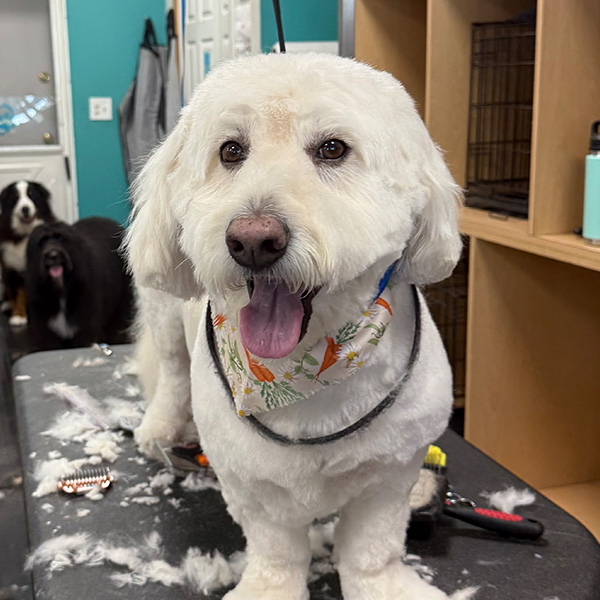 gallery-dog-20 A happy white dog with a bandana and a haircut