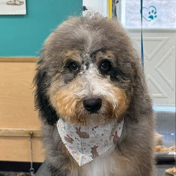 gallery-dog-21 A shy little dog with a new haircut and bandana