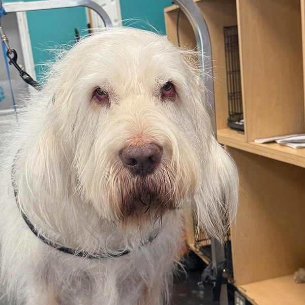 gallery-dog-3 A white dog with a new hair style