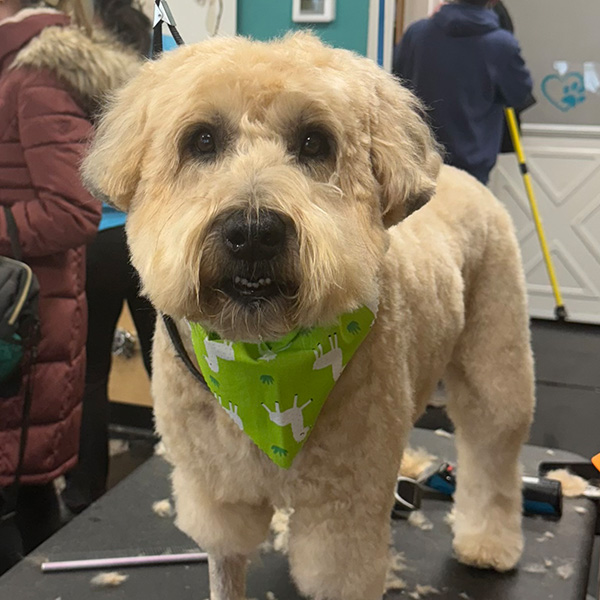 gallery-dog-4 A small dog with a fresh hair style