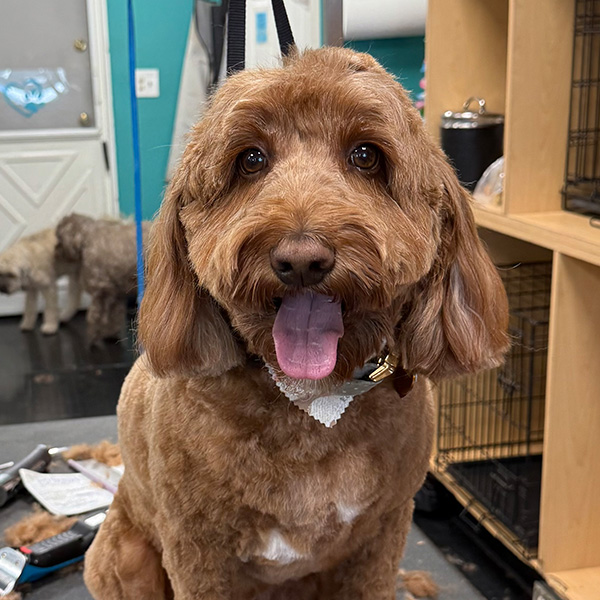 gallery-dog-5 A brown dog looking good after a grooming