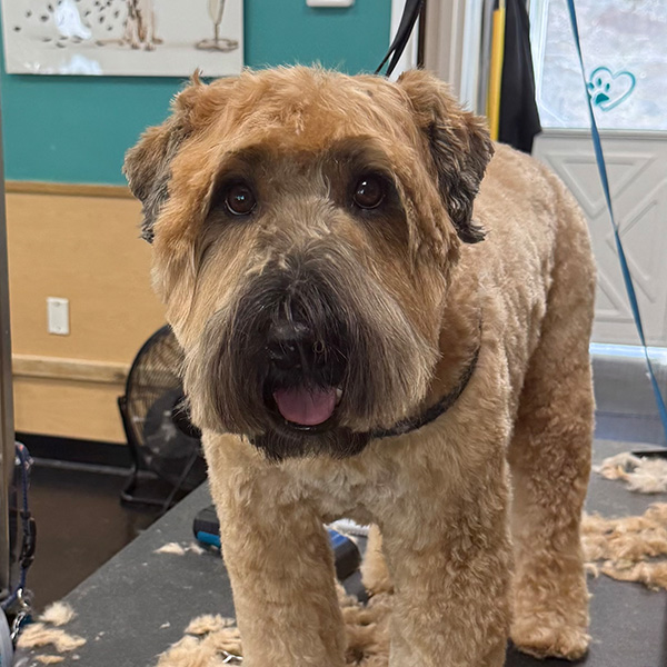 gallery-dog-6 A brown dog gets a haircut