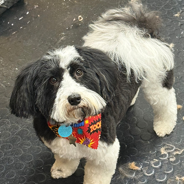 gallery-dog-7 A black and white dog with a new hair style and bandana