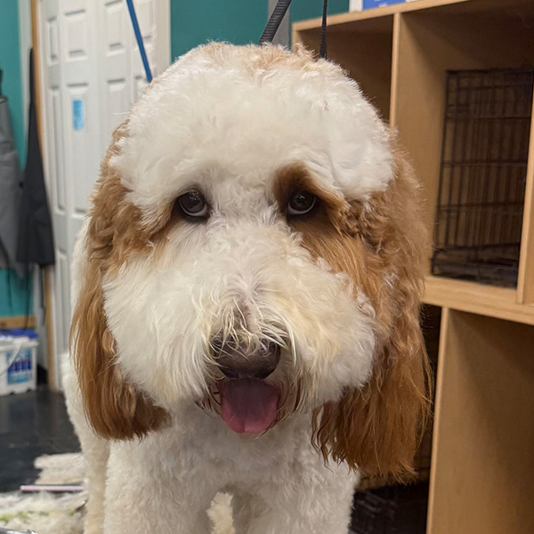 gallery-dog-8 A tan and white dog after a hair cut