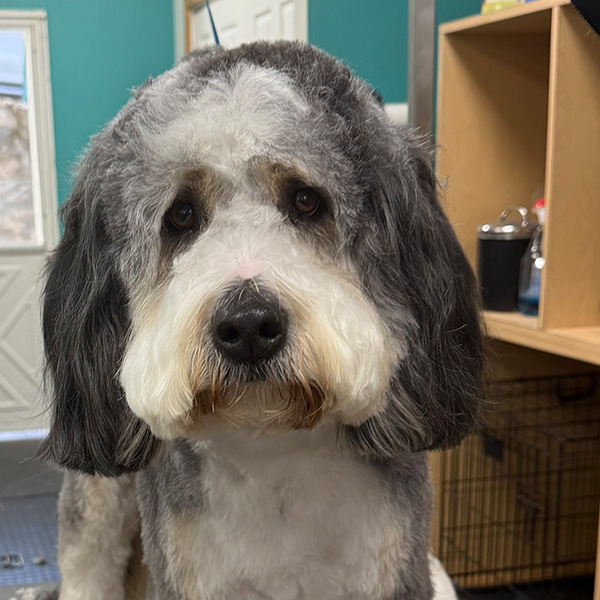 gallery-dog-9 A white and gray dog after grooming